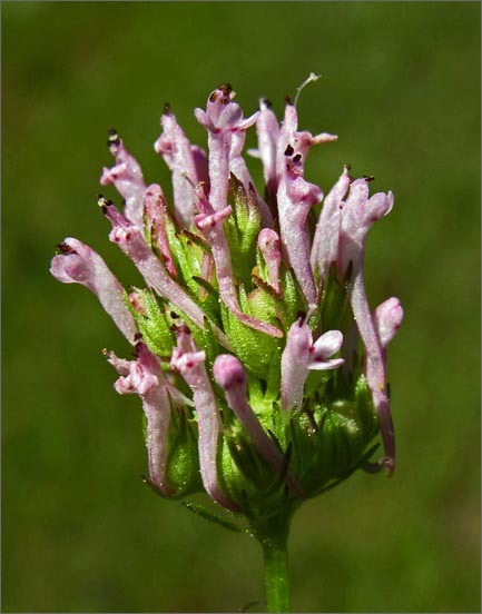 Image of <i>Plectritis ciliosa</i>