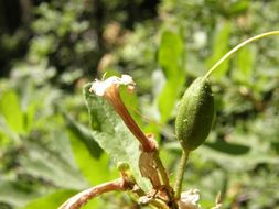 Image of western azalea