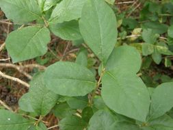 Image of purpleflower honeysuckle