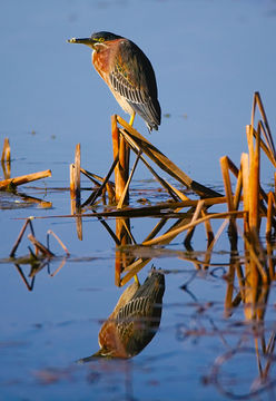 Image of Green Heron