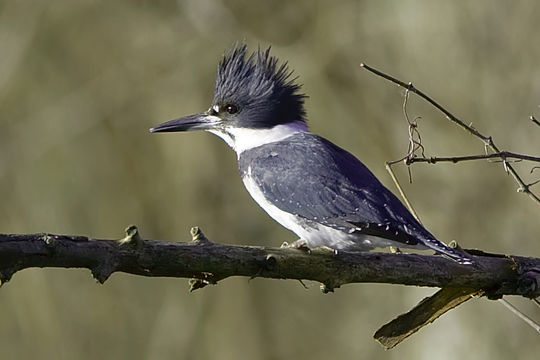 Слика од Megaceryle alcyon (Linnaeus 1758)