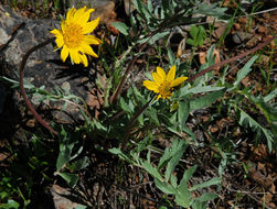 Image of California balsamroot