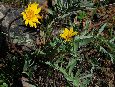 Image of California balsamroot