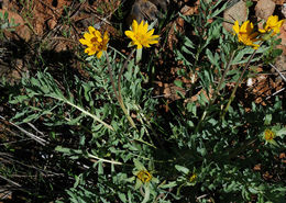 Image of California balsamroot