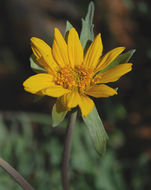 Image of California balsamroot