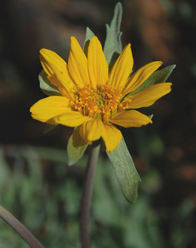 Image of California balsamroot