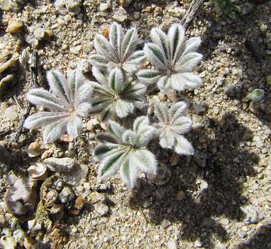 Plancia ëd Lupinus shockleyi S. Watson