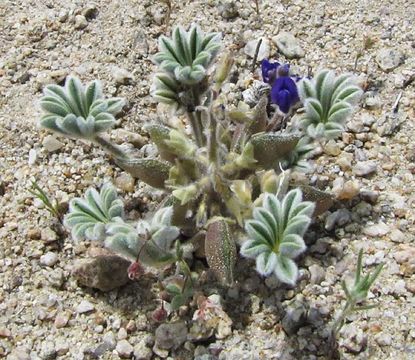 Plancia ëd Lupinus shockleyi S. Watson