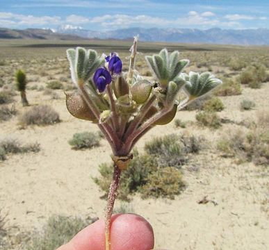 Слика од Lupinus shockleyi S. Watson