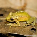 Image of Crubixa Snouted Treefrog