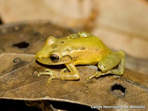 Image of Crubixa Snouted Treefrog