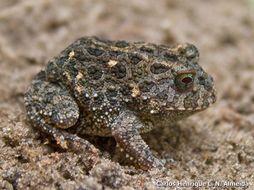 Image de Proceratophrys moratoi (Jim & Caramaschi 1980)