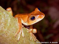 Image of Blacksmith tree frog