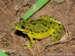 Image of Fuscous-blotched Treefrog