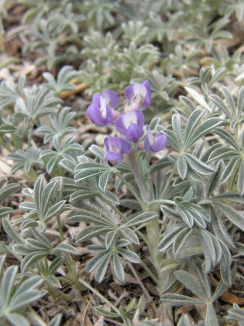 Image of Brewer's Lupine