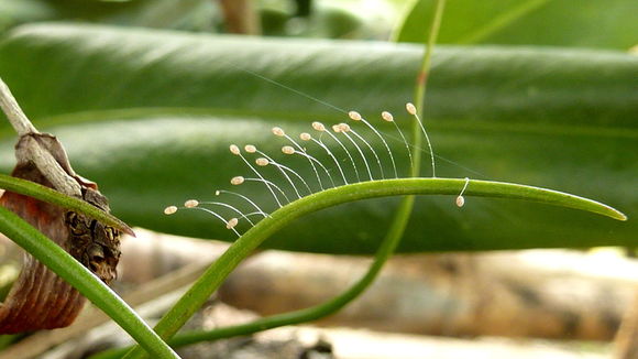 Image of green lacewings