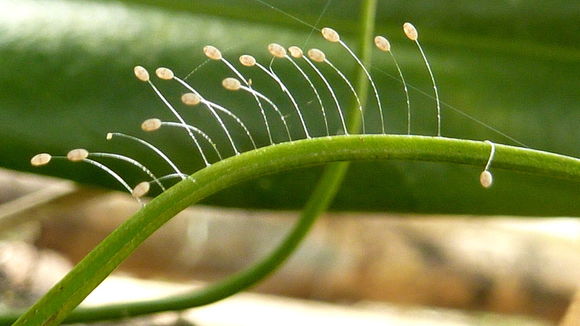 Image of green lacewings