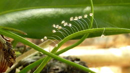Image of green lacewings
