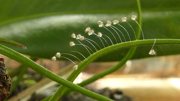 Image of green lacewings