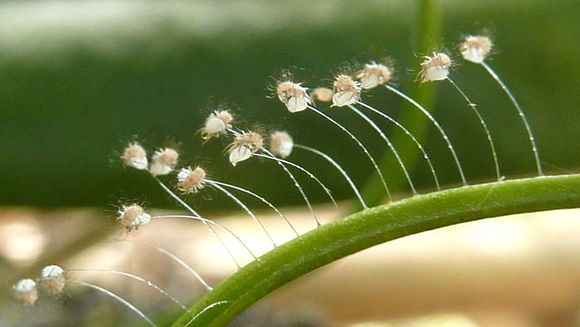 Image of green lacewings