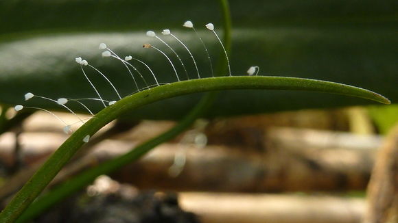 Image of green lacewings