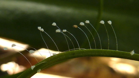 Image of green lacewings