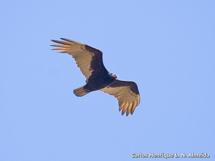 Image of Turkey Vulture