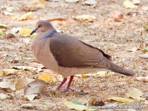 Image of White-tipped Dove