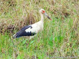 Image of Maguari Stork