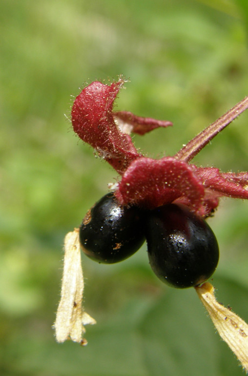 Image of twinberry honeysuckle