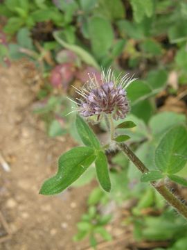 Phacelia mutabilis Greene的圖片