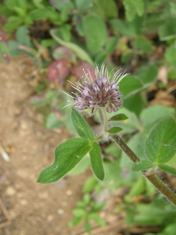 Phacelia mutabilis Greene的圖片