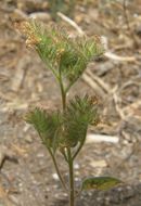 Phacelia mutabilis Greene的圖片