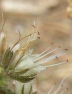 Phacelia mutabilis Greene的圖片