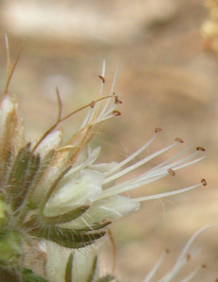 Phacelia mutabilis Greene的圖片