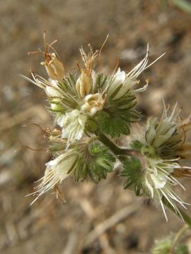 Phacelia mutabilis Greene的圖片