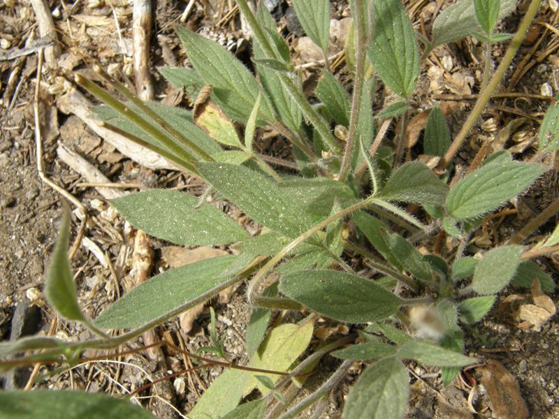 Phacelia mutabilis Greene的圖片