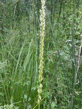 Image of Sierra bog orchid