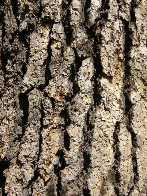 Image of sugar pine