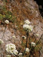 Imagem de Eriogonum nudum var. deductum (Greene) Jeps.