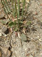 Imagem de Eriogonum nudum var. deductum (Greene) Jeps.