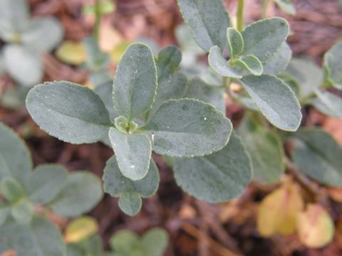 Image of Davidson's penstemon