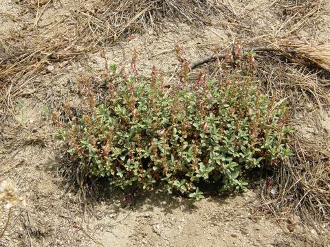 Image of Davidson's penstemon