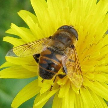 Image of drone fly