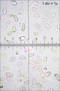 Image of Peniophora incarnata (Pers.) P. Karst. 1889