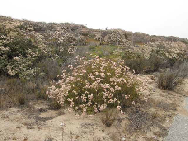 Image of California Buckwheat