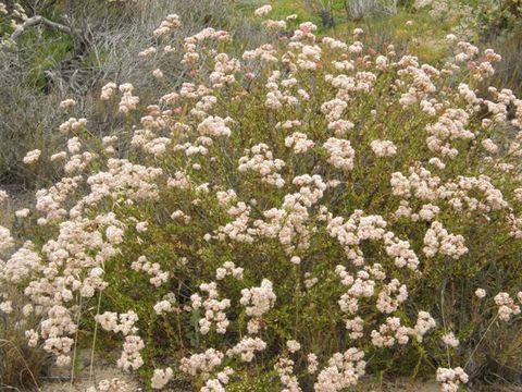 Image of California Buckwheat