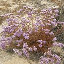 Plancia ëd Limonium sinuatum (L.) Miller