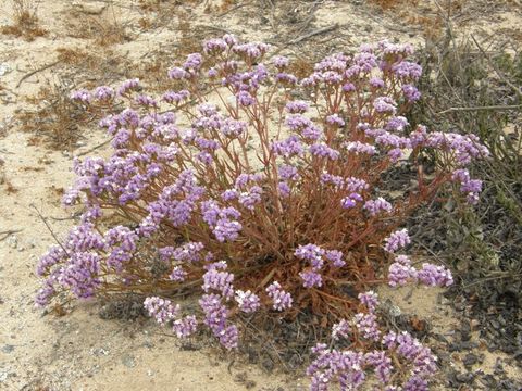 Imagem de Limonium sinuatum (L.) Miller