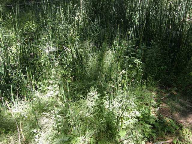 Image of field horsetail